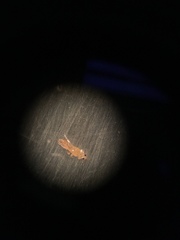 Frankliniella