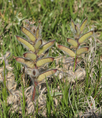 Lupinus bracteolaris