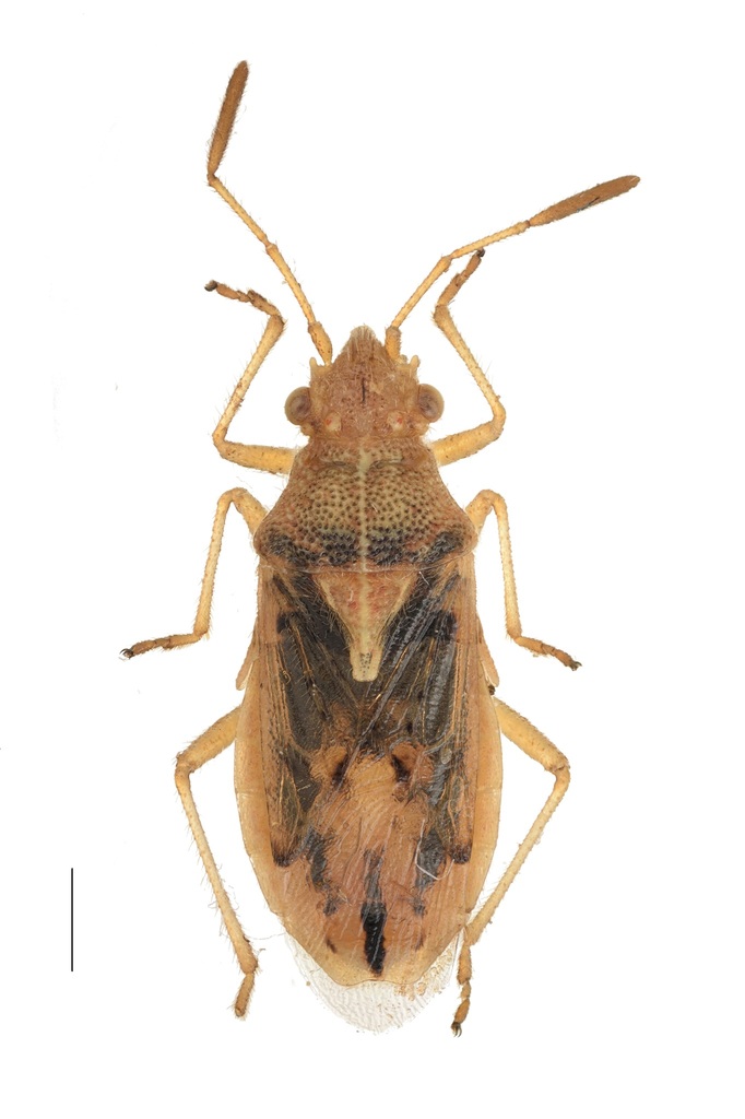 Limacocarenus