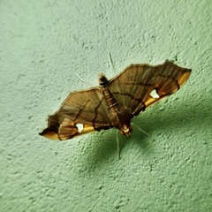 Coenostolopsis apicalis