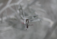 Dolichomyia coniocera