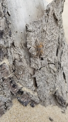 Copidita quadrimaculata