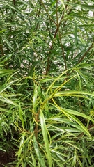 Baccharis salicifolia