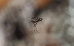 Dolichomyia coniocera