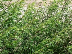 Baccharis salicifolia