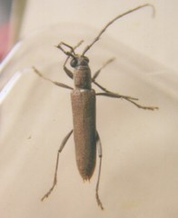 Aneflomorpha lineare