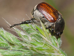 Anisopliina