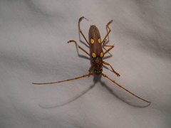 Eburia pedestris