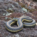 Diablo Range Garter Snake - Photo (c) John Sullivan, some rights reserved (CC BY-NC), uploaded by John Sullivan
