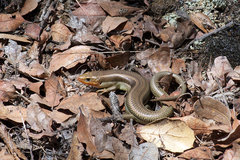 Plestiodon skiltonianus skiltonianus