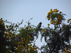 Sporophila telasco