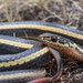 Alameda Whipsnake - Photo (c) John Sullivan, some rights reserved (CC BY-NC)