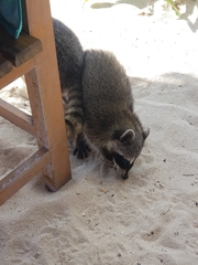 Procyon pygmaeus