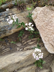 Glandularia platensis