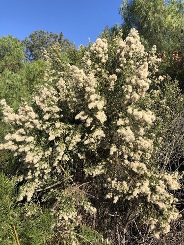 iNaturalist observation photo of coyote brush