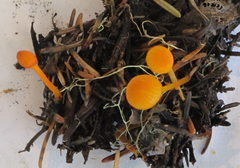 Mycena strobilinoidea