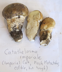 Catathelasma imperiale