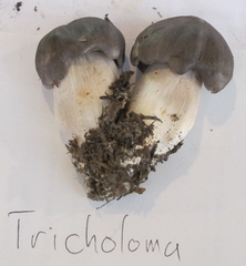 Tricholoma nigrum