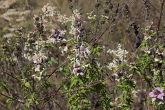 Monarda maritima