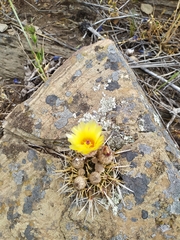 Parodia mammulosa