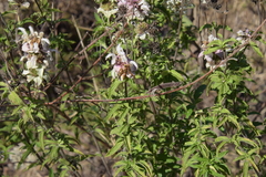 Monarda maritima