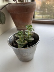 Crassula perforata