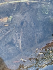 Lithobates onca