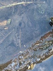 Lithobates onca