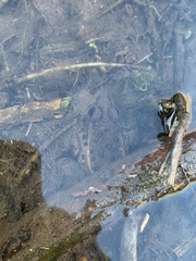 Lithobates onca