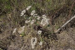 Eriogonum multiflorum