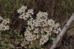 Eriogonum multiflorum
