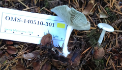 Clitocybe odora pacifica