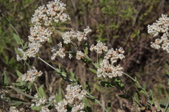 Eriogonum multiflorum