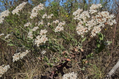 Eriogonum multiflorum