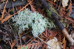 Sphaerophorus tuckermanii