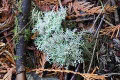 Sphaerophorus tuckermanii