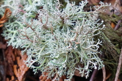 Sphaerophorus tuckermanii