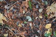 Sphaerophorus tuckermanii