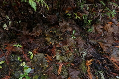 Peltigera membranacea