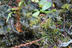 Peltigera membranacea