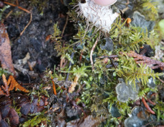 Peltigera membranacea
