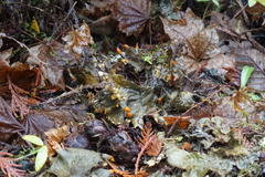 Peltigera membranacea