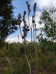 Haemodorum austroqueenslandicum