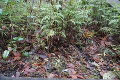 Peltigera membranacea