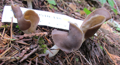 Helvella compressa