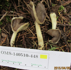 Helvella compressa