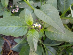 Solanum