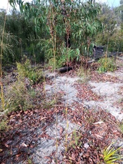 Haemodorum austroqueenslandicum