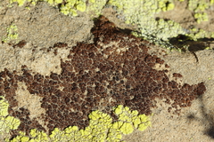 Acarospora elevata
