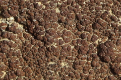 Acarospora elevata